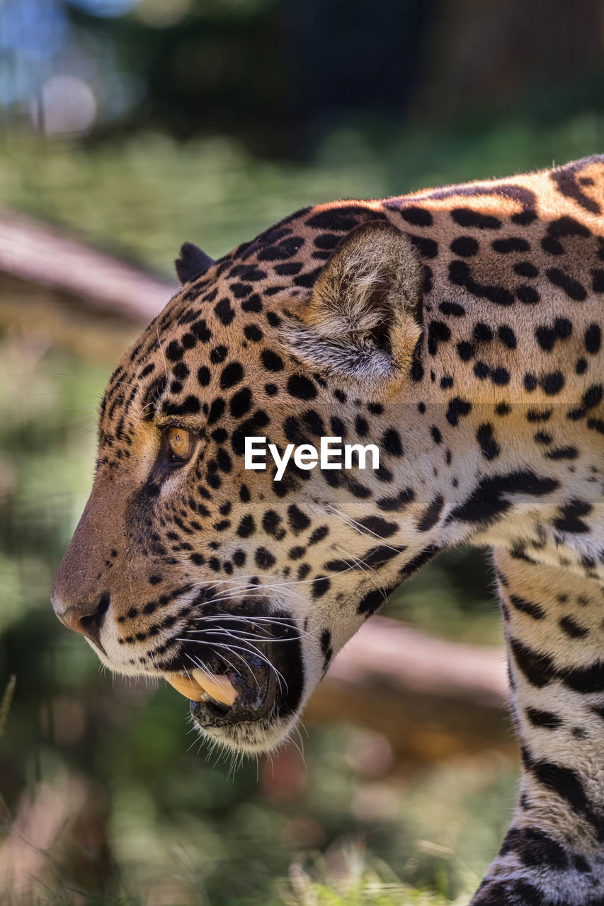 Close-up of a panther