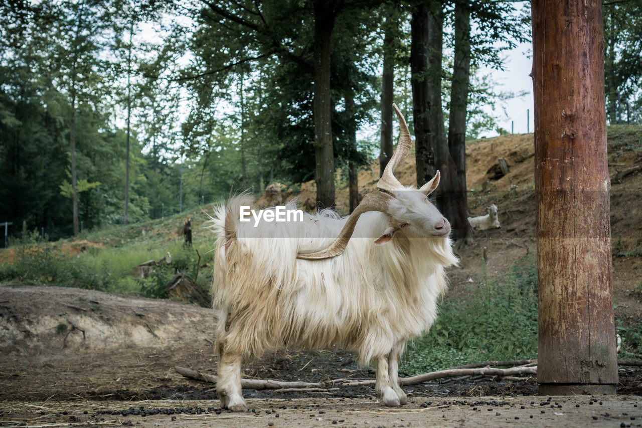 SHEEP IN A FOREST