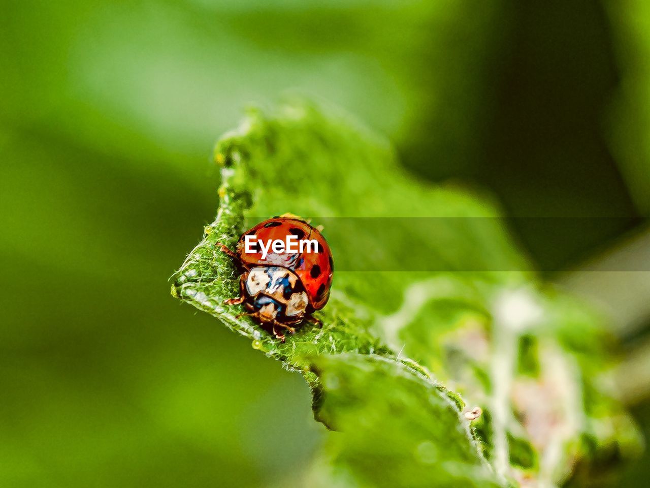 CLOSE-UP OF LADYBUG ON GREEN LEAF