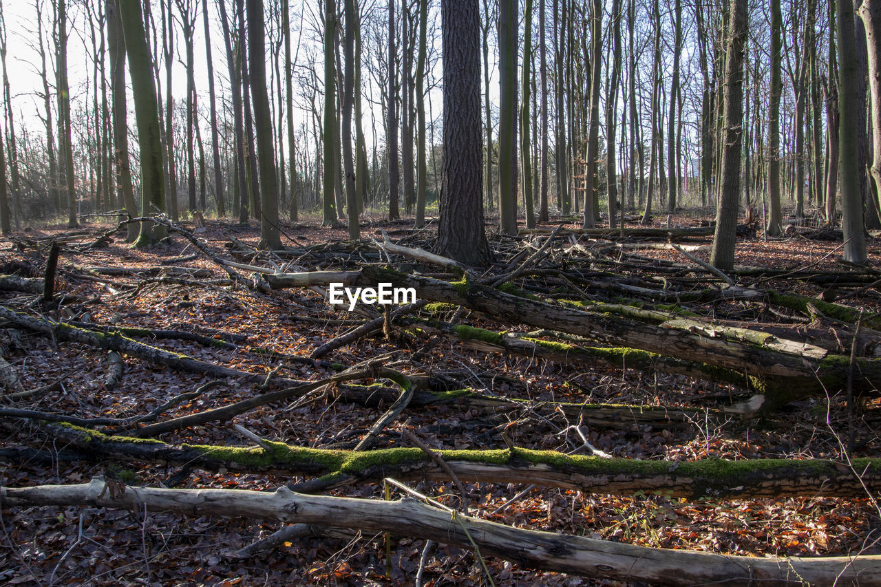 Trees in forest