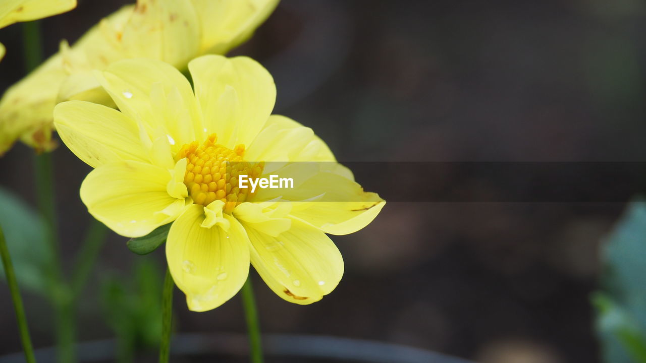 flower, flowering plant, yellow, plant, freshness, beauty in nature, flower head, petal, close-up, fragility, macro photography, inflorescence, nature, growth, focus on foreground, plant stem, blossom, green, springtime, no people, outdoors, water, botany, wildflower, pollen, vibrant color