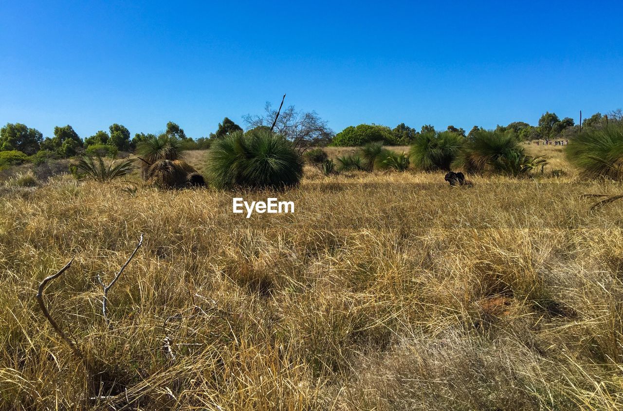 TREES ON LANDSCAPE AGAINST CLEAR BLUE SKY