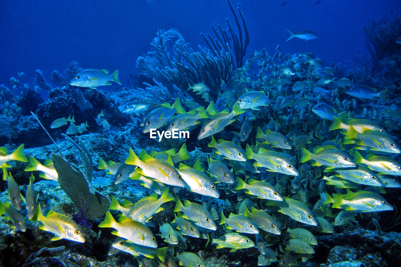 Fish swimming in sea