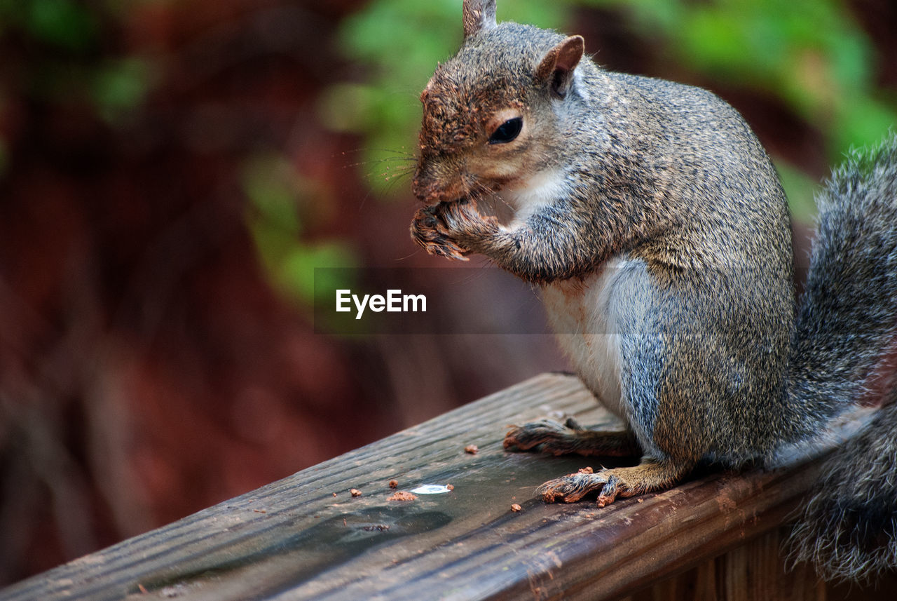 SQUIRREL ON WOOD