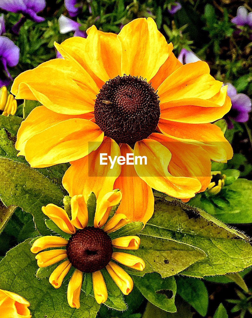 Close-up of sunflower