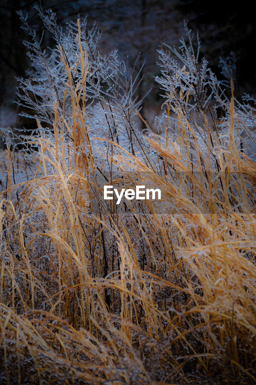 CLOSE-UP OF GRASS ON WATER