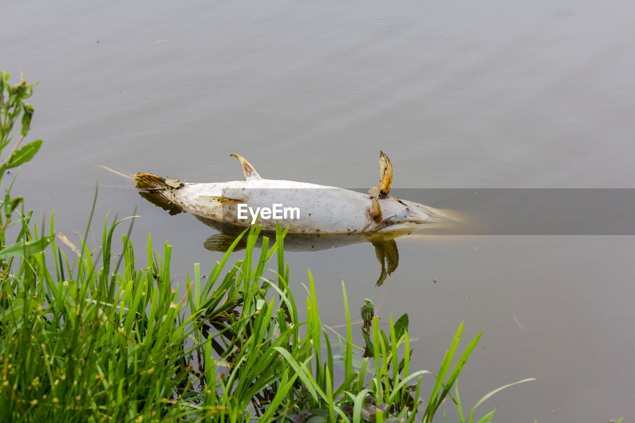 Dead northern pike fish floating in water