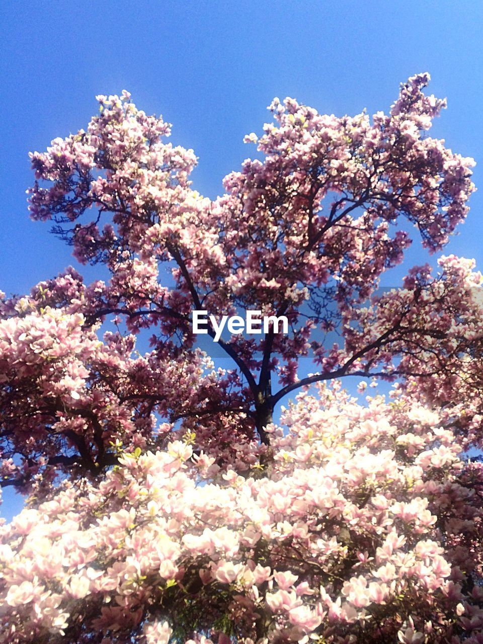 CLOSE-UP LOW ANGLE VIEW OF FLOWER TREE AGAINST SKY