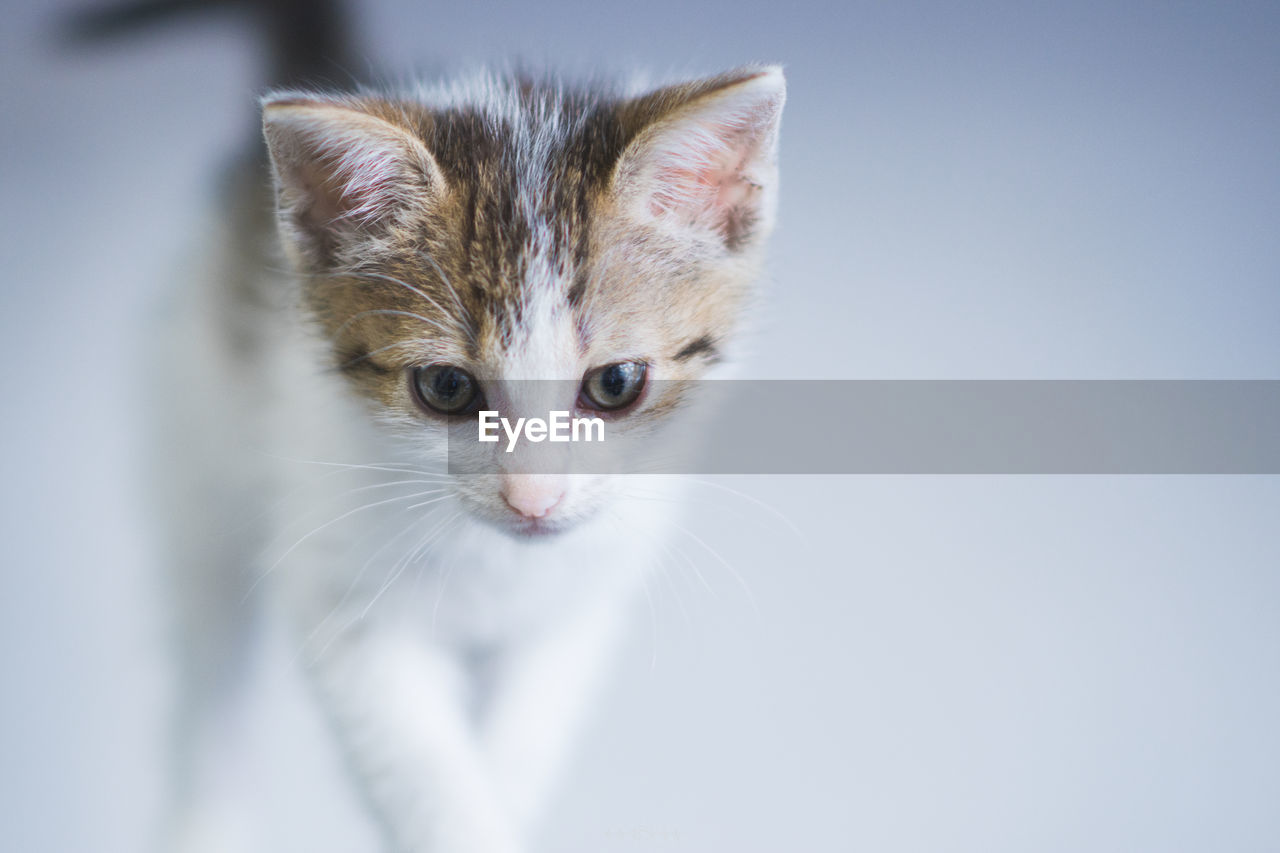 CLOSE-UP PORTRAIT OF KITTEN ON BED