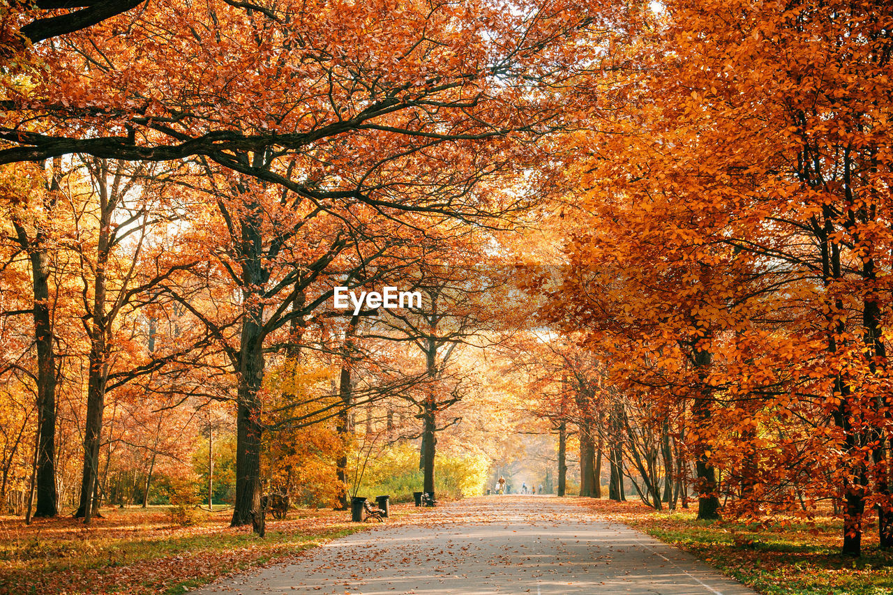 ROAD AMIDST AUTUMN TREES