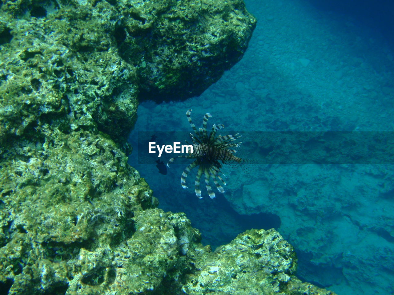 Underwater view of coral in sea