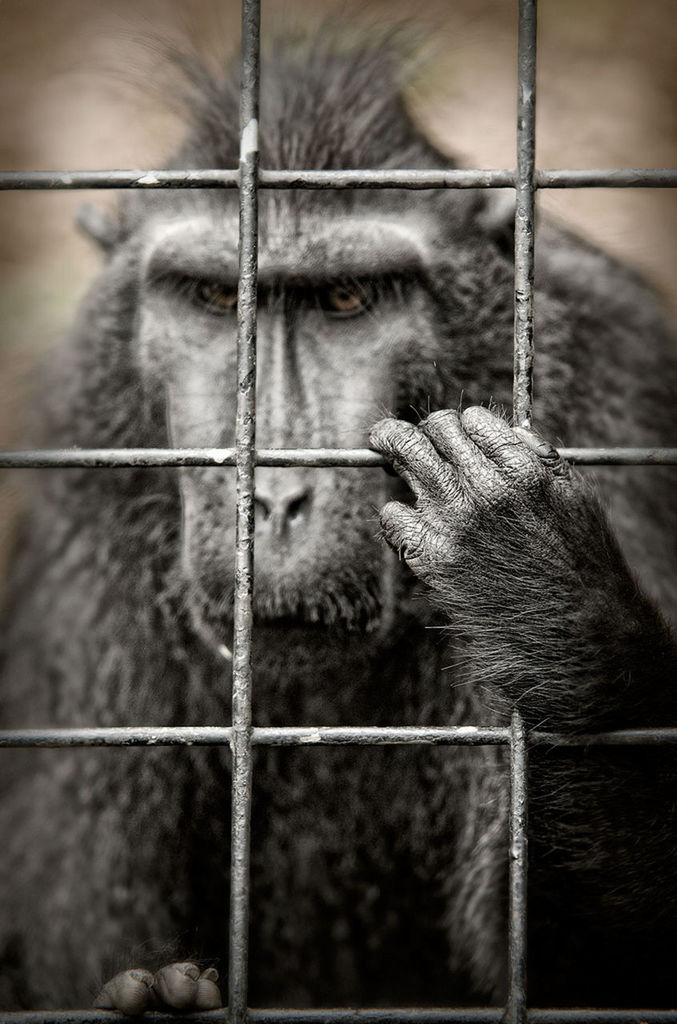 PORTRAIT OF MONKEY IN CAGE