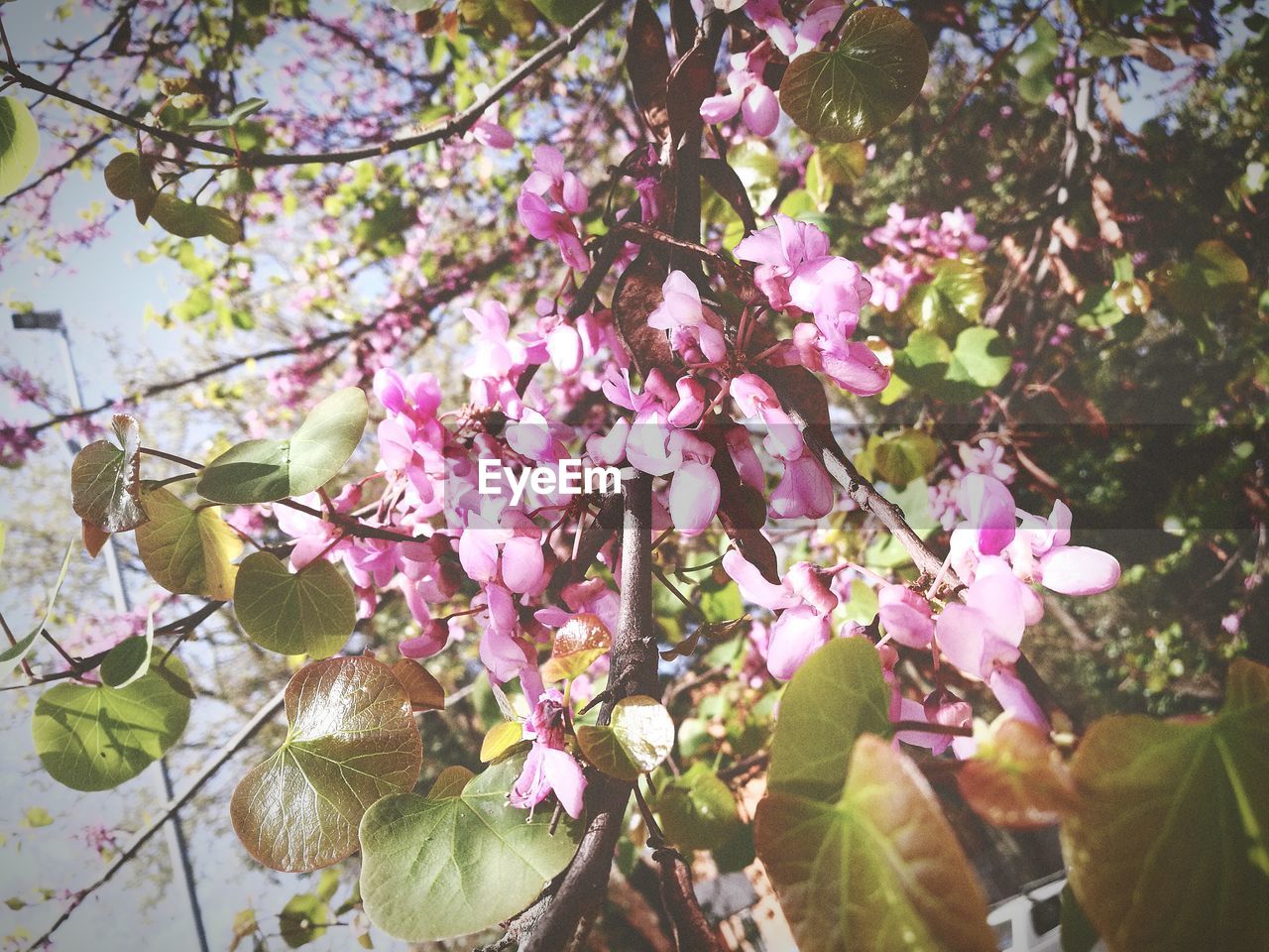 CLOSE-UP OF PINK FLOWERS ON TREE