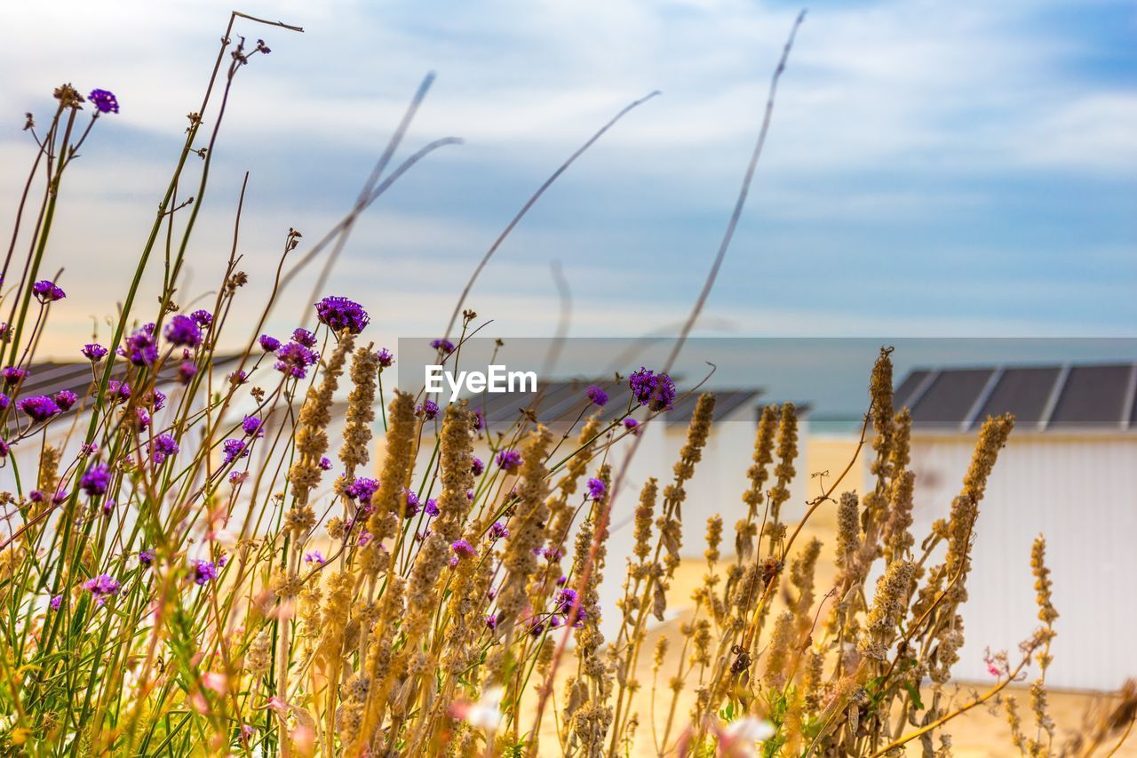 Close-up of purple flowering plants on field against sky