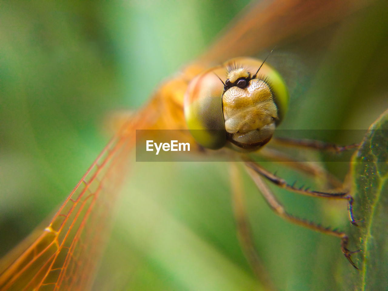 CLOSE-UP OF SPIDER ON STEM