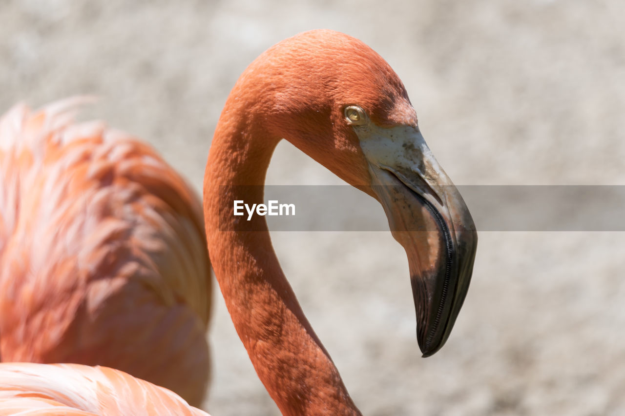 Red flamingo in the farm