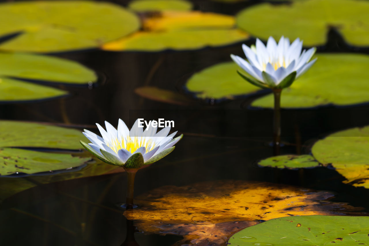 WATER LILIES IN POND