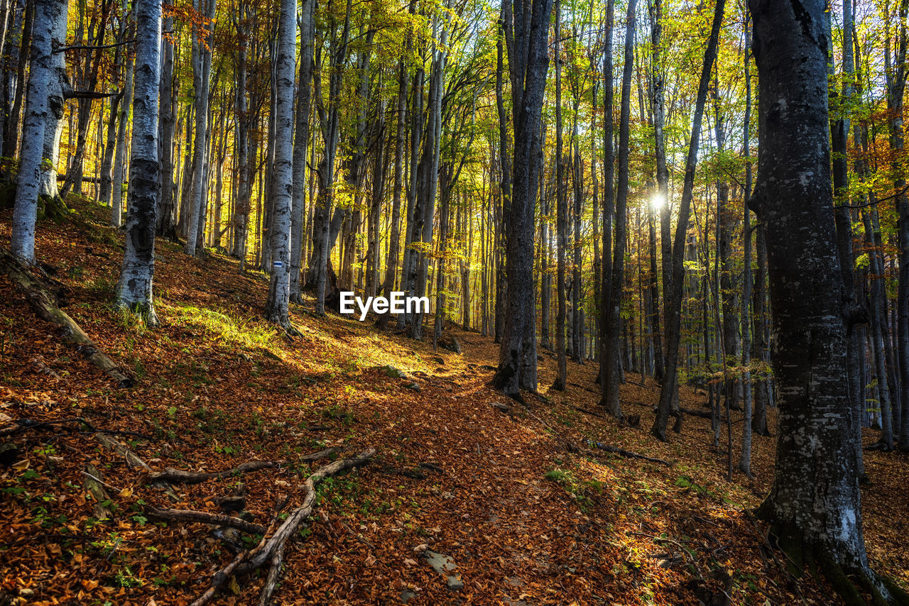 Trees in forest during autumn