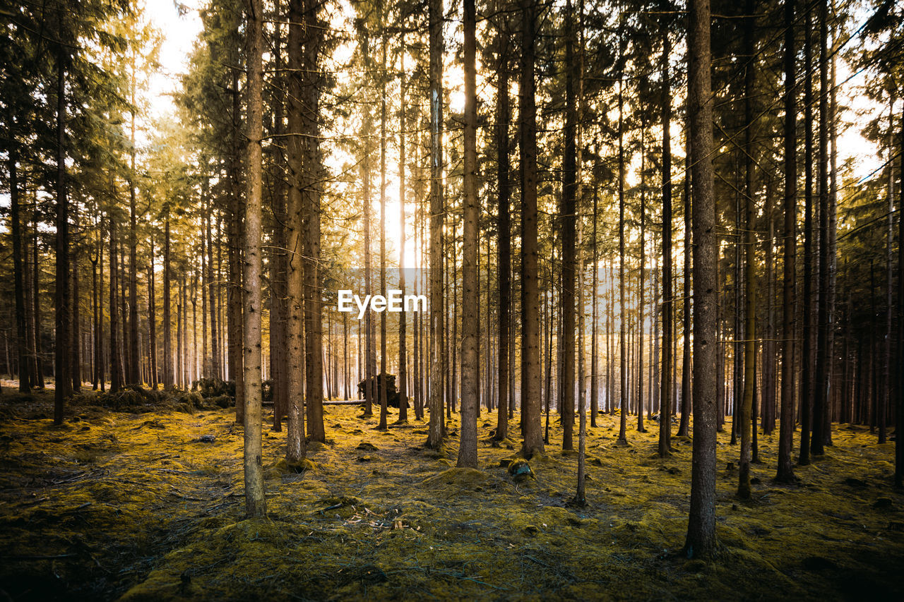 Scenic view of pine trees in forest during sunny day