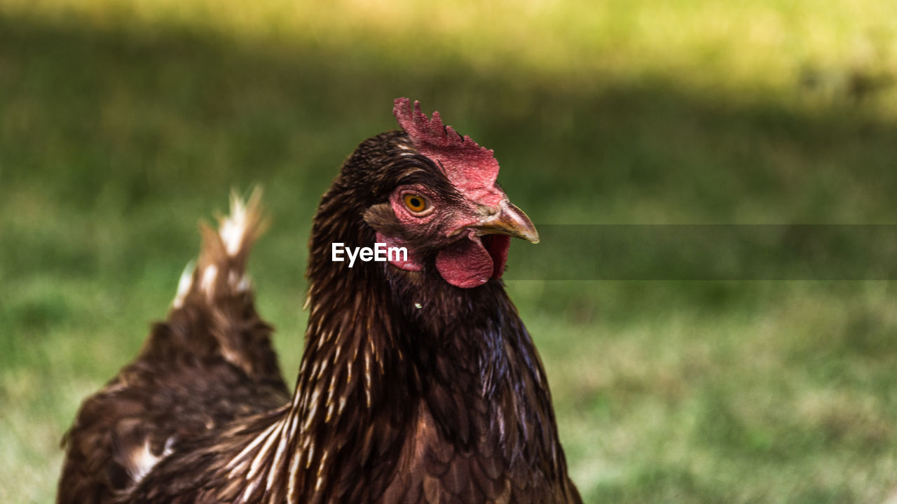 Close-up of a bird on a field