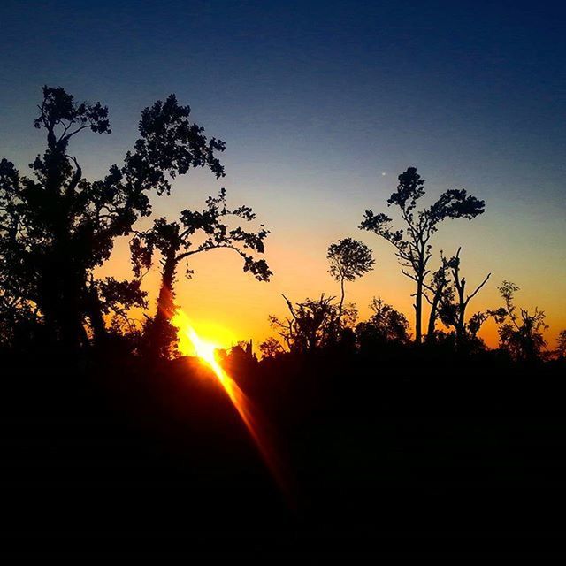 SUN SHINING THROUGH TREES