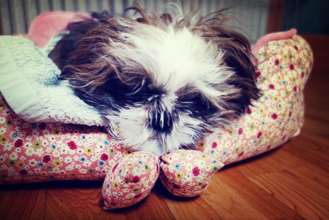 Dog sleeping on pet bed at home