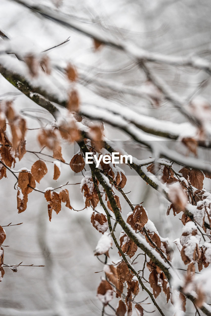 Snowy tree