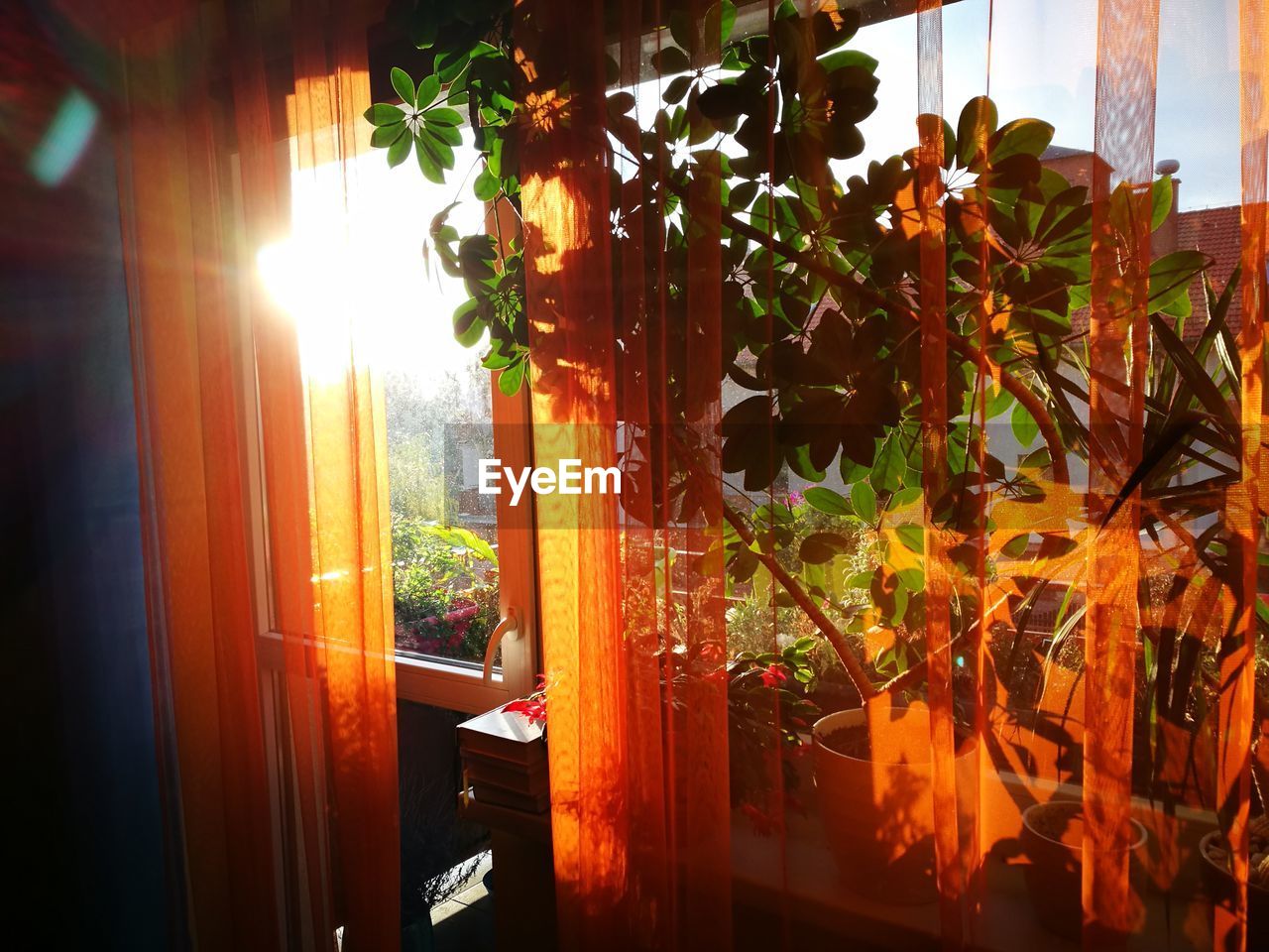 VIEW OF PLANTS THROUGH WINDOW