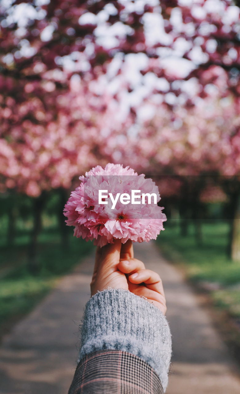 Close-up of human hand holding cherry blossoms at public park