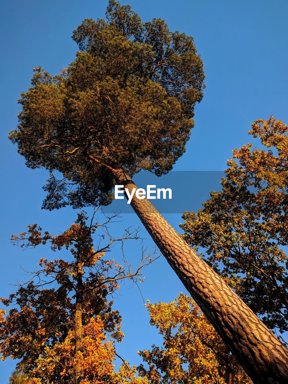 Low angle view of autumnal tree against clear blue sky