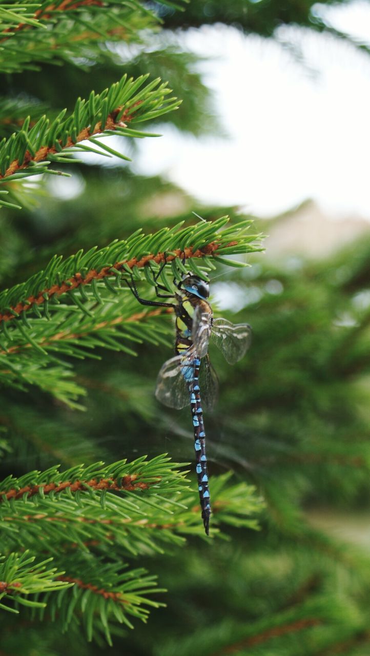 DRAGONFLY ON PLANT