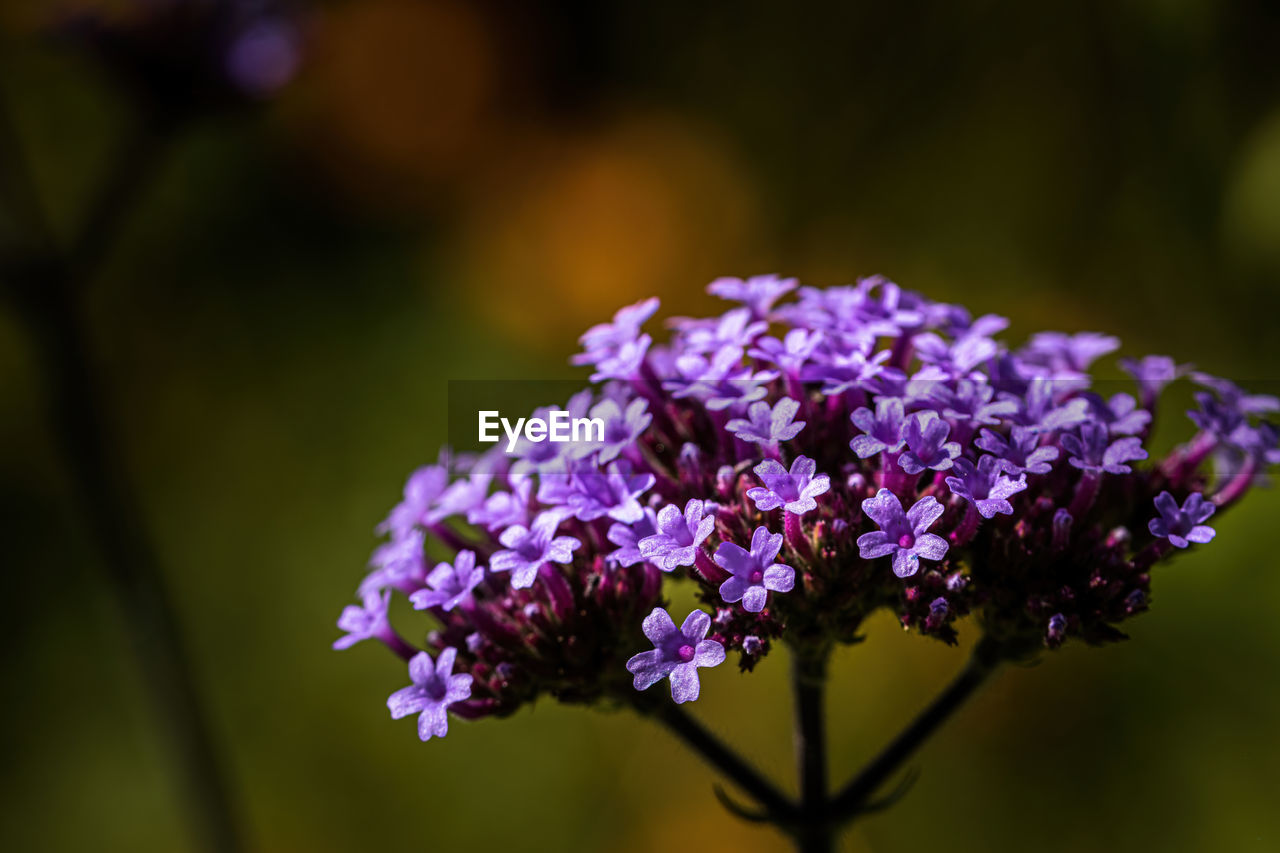 CLOSE UP OF PURPLE FLOWERING PLANT