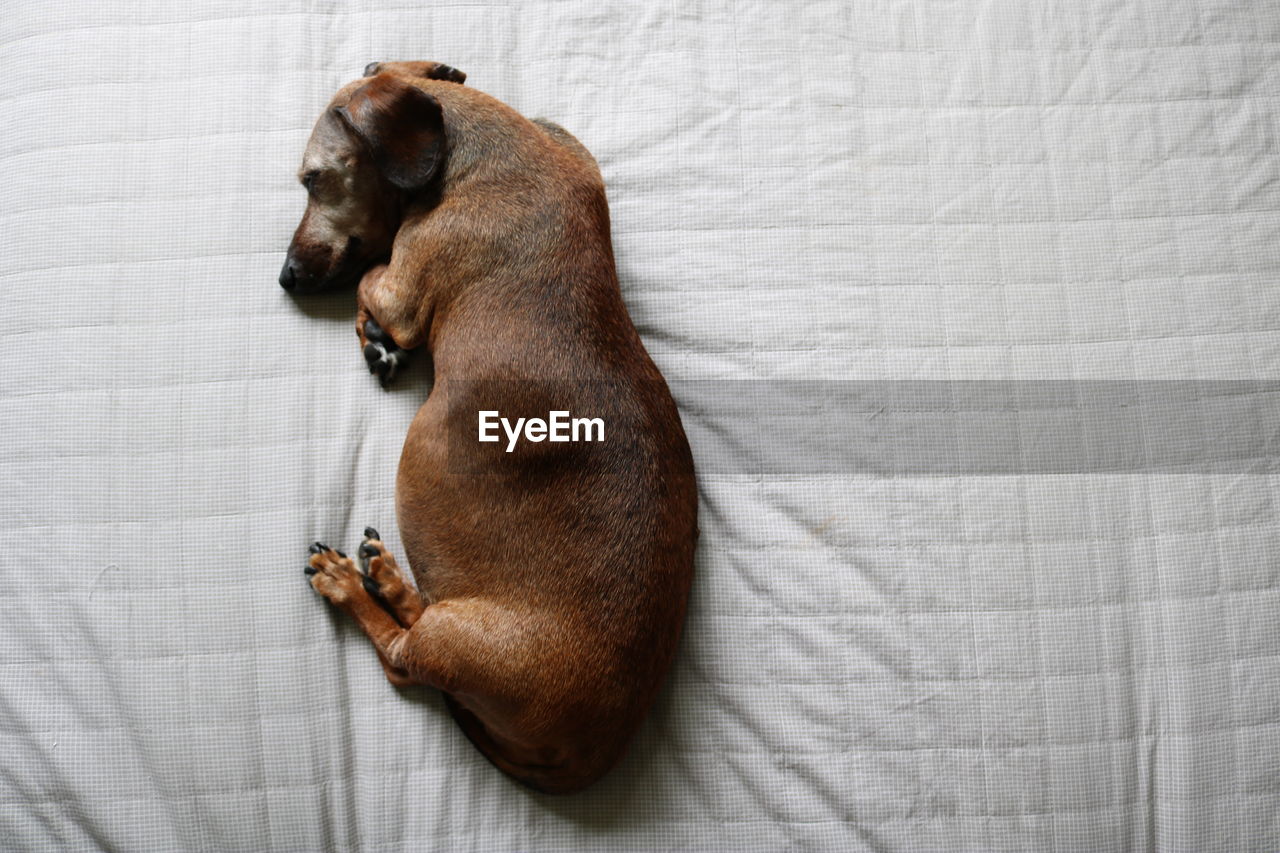 HIGH ANGLE VIEW OF DOG LYING ON BED