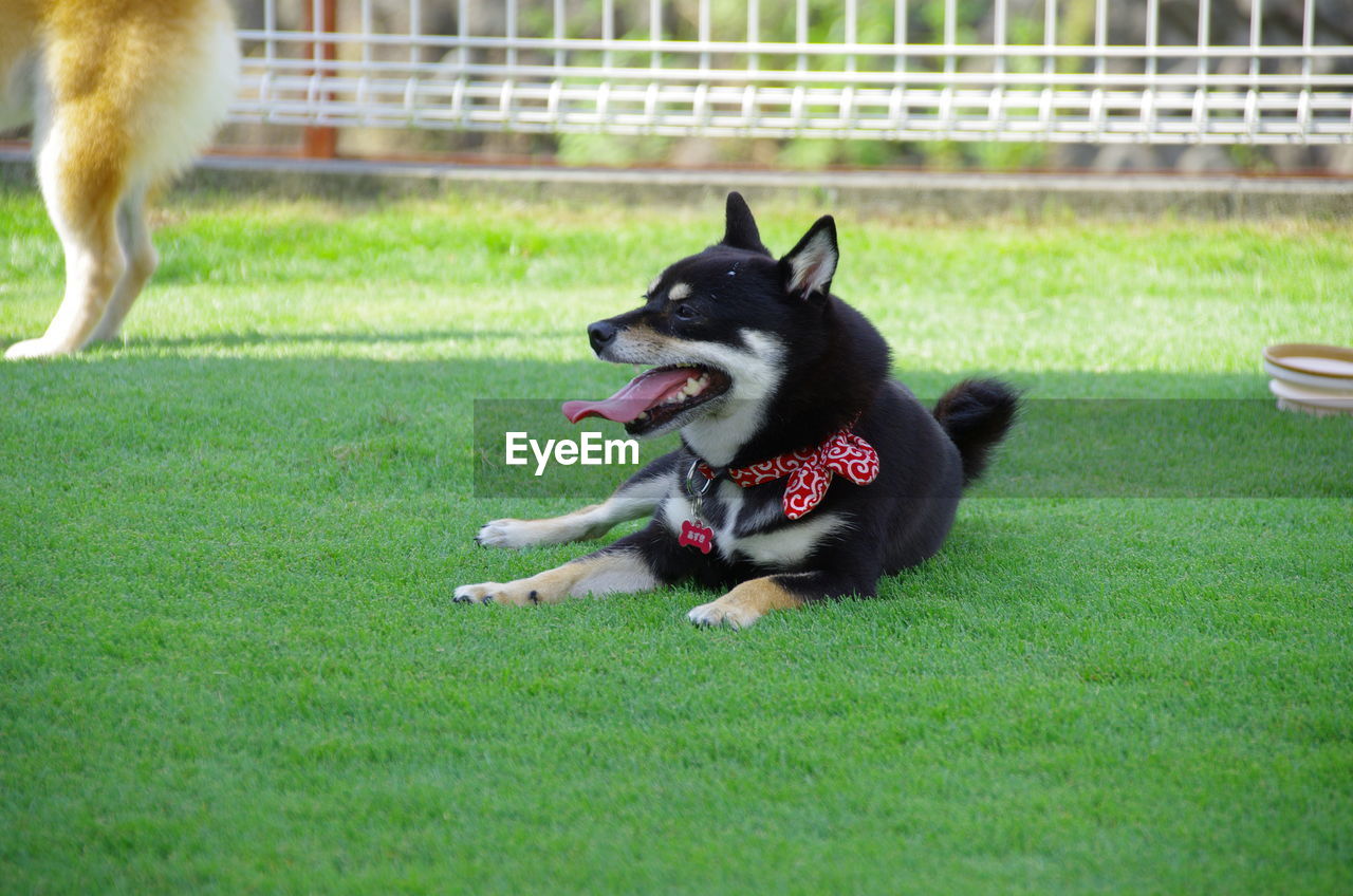 DOG RUNNING IN A PARK