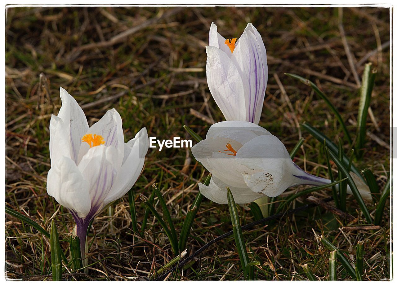 CLOSE-UP OF CROCUS BLOOMING ON FIELD