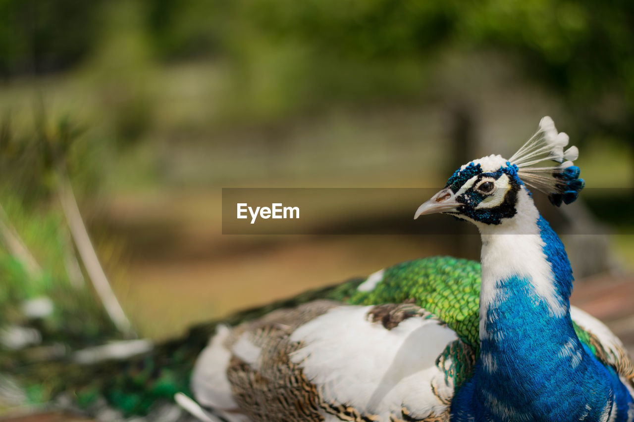 Close-up of a peacock