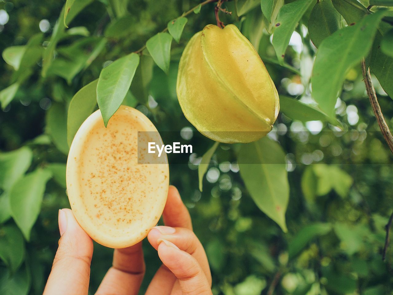 Close-up of hand holding fruit against starfruit on tree