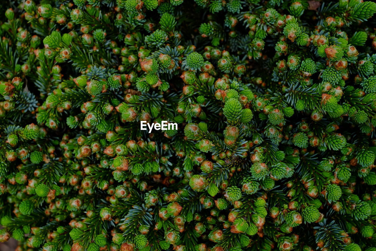 Full frame shot of flowering plants