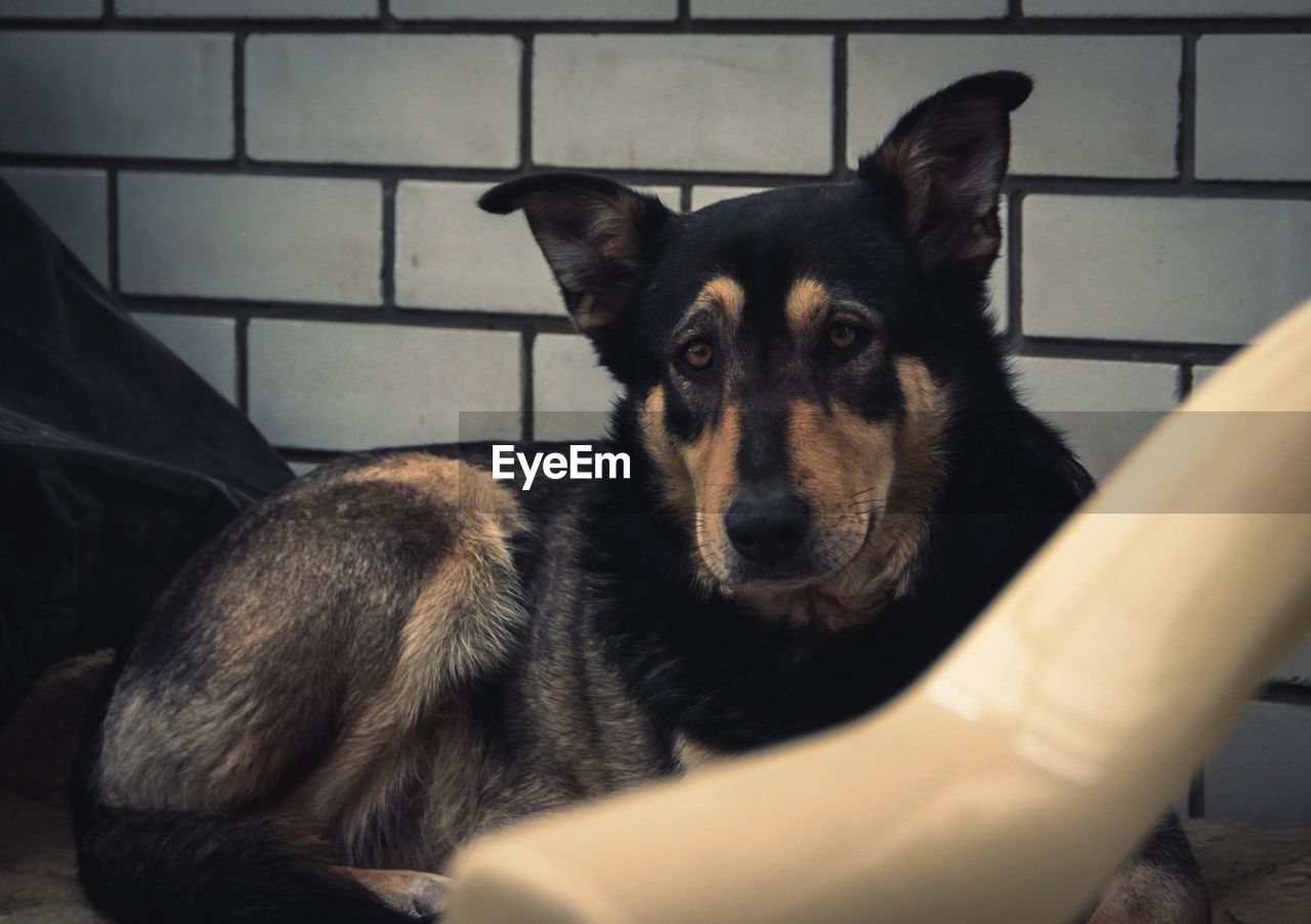 CLOSE-UP PORTRAIT OF DOG RELAXING ON SOFA