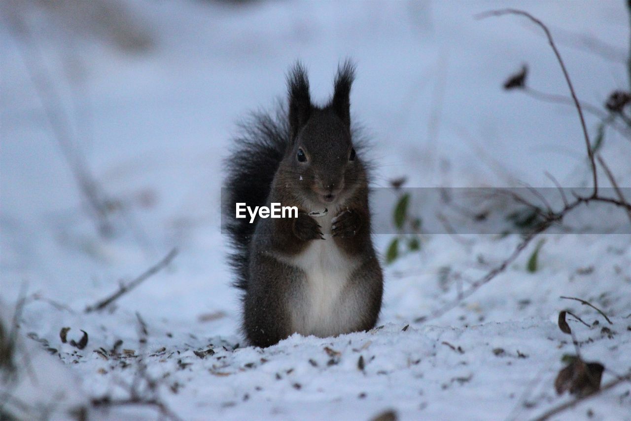 Close-up of squirrel in snow