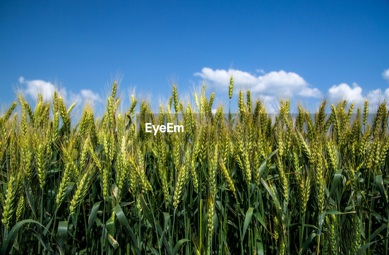 close-up of wheat growing on field