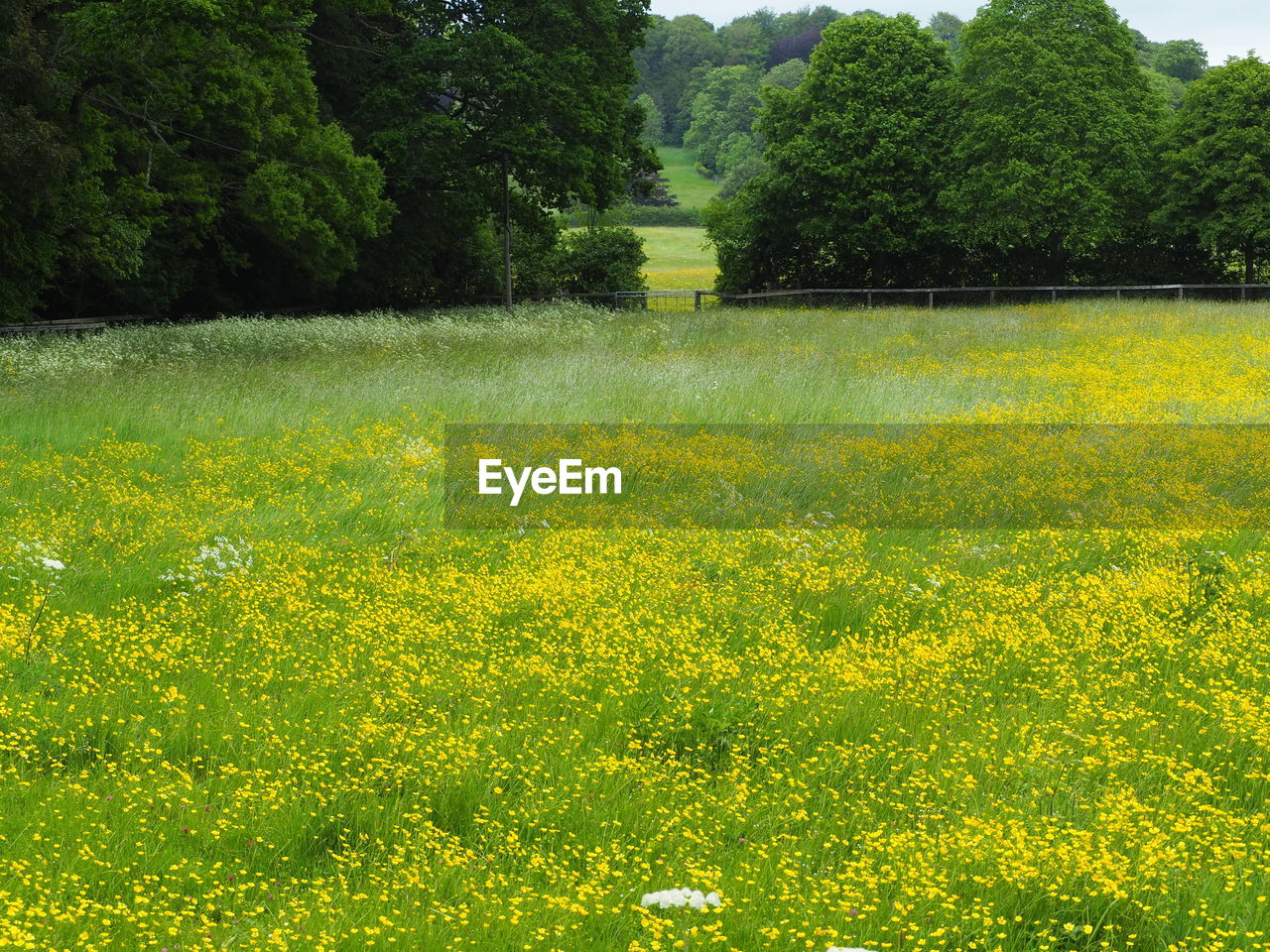 YELLOW FLOWERS ON FIELD