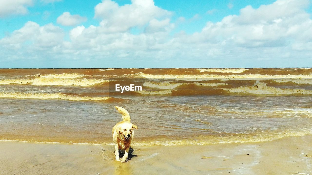 Dog standing on beach