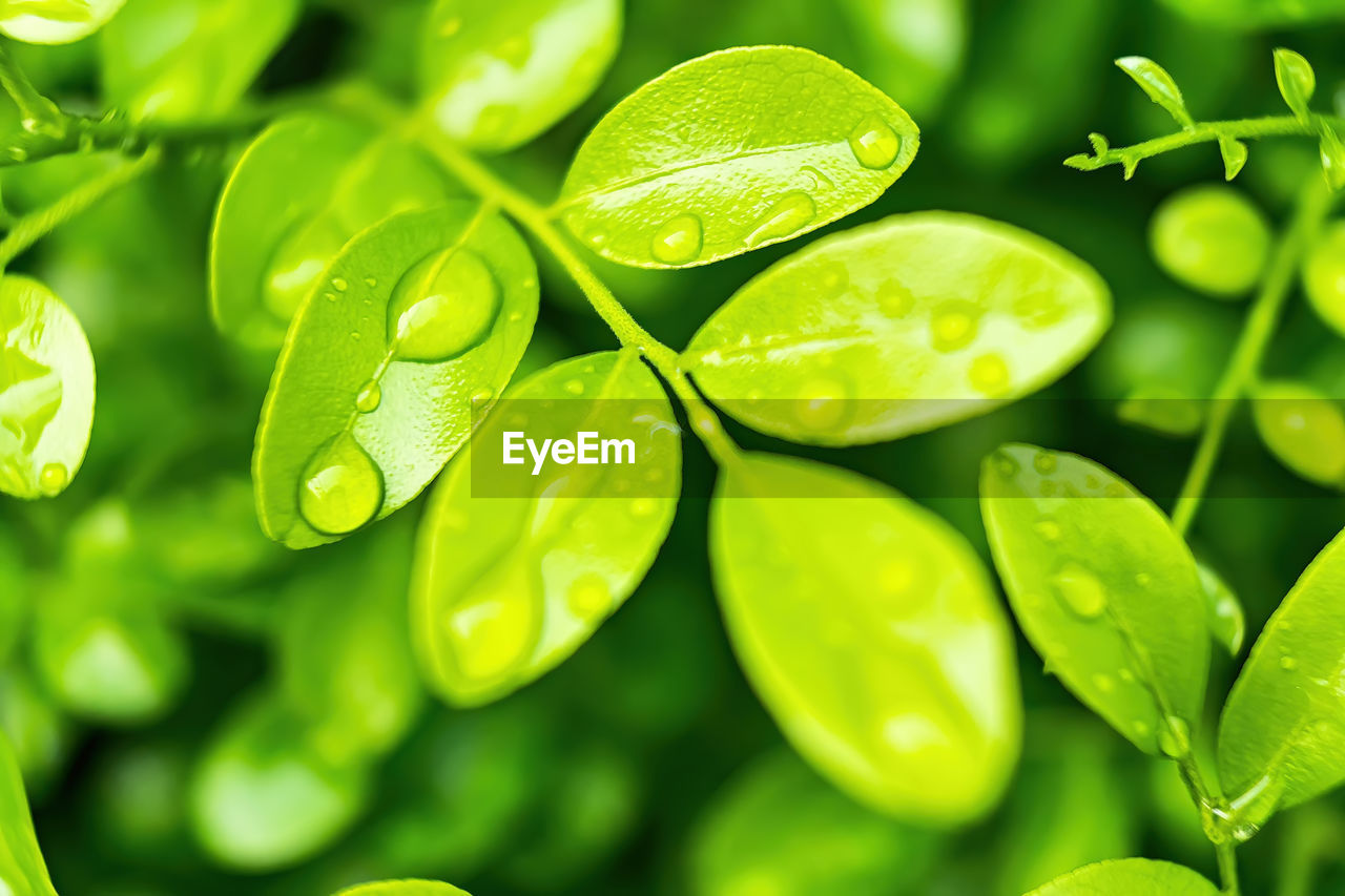 CLOSE-UP OF FRESH GREEN LEAVES WITH DEW DROPS