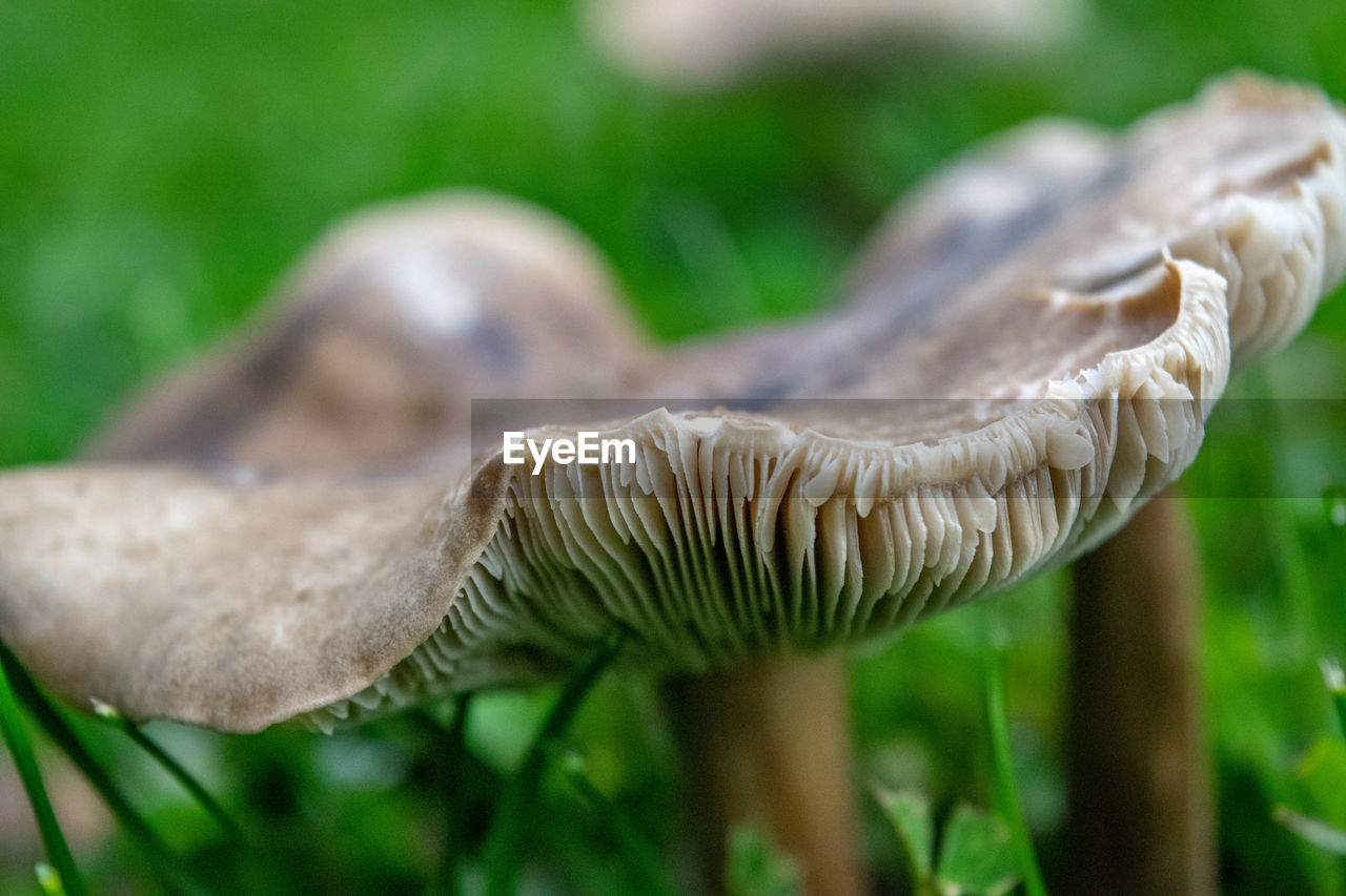 CLOSE-UP OF MUSHROOMS GROWING ON FIELD IN FOREST