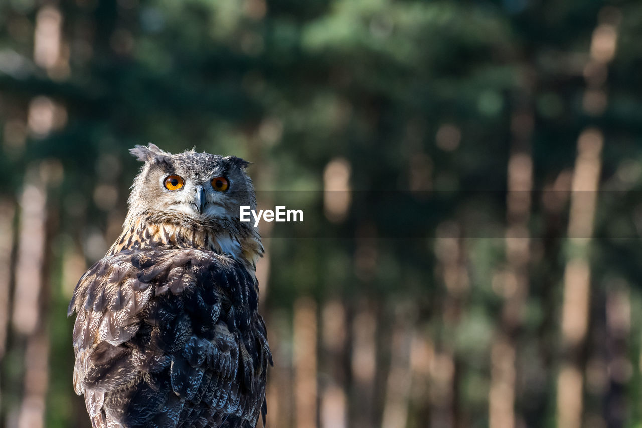 Portrait of owl perching against trees