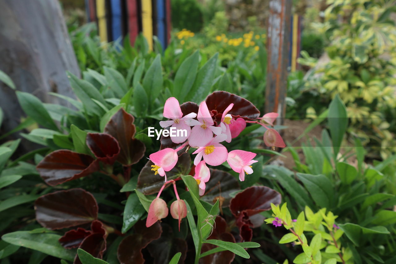 CLOSE-UP OF PURPLE FLOWERING PLANTS