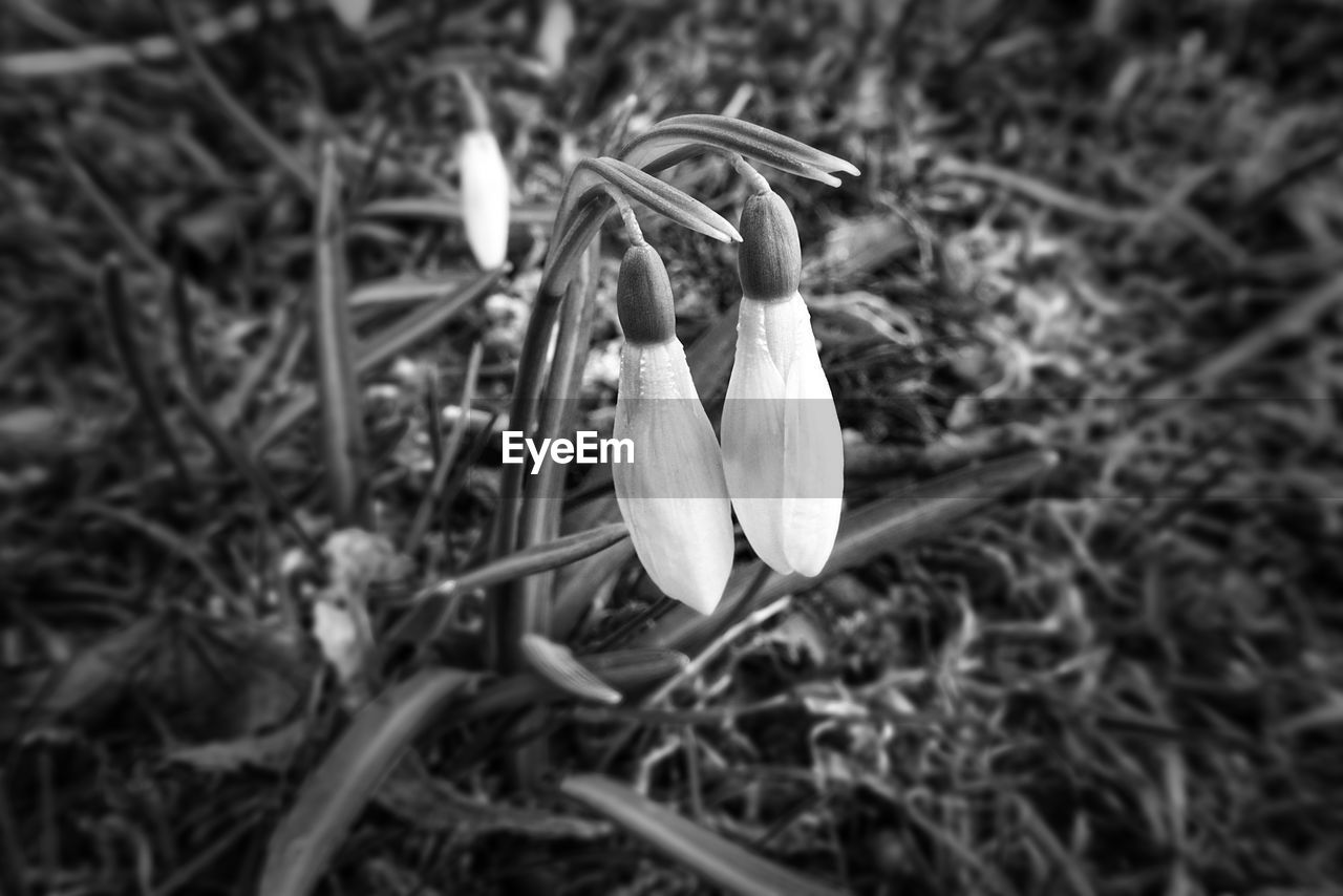 CLOSE-UP OF WHITE CROCUS FLOWER