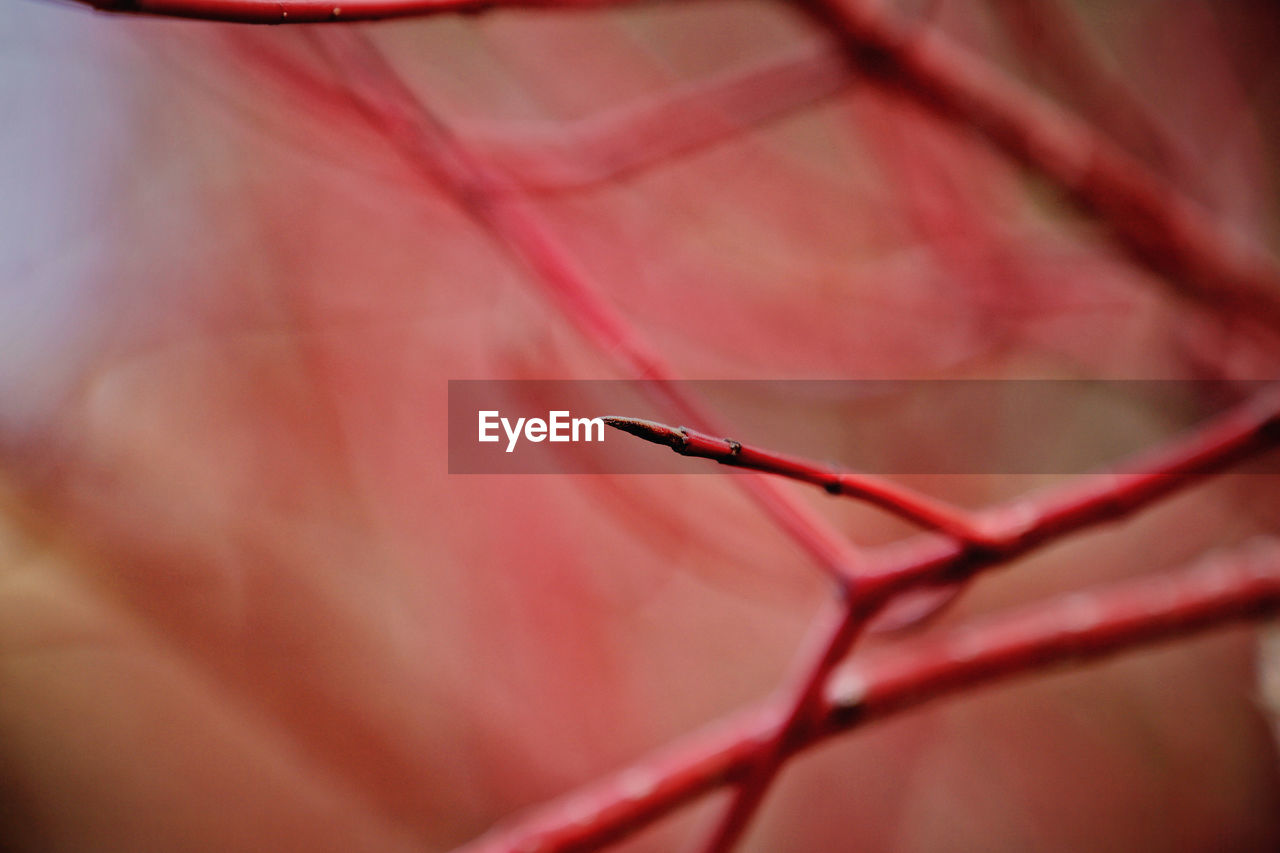 Beautiful Beautiful Nature Growth Life Red Tree Twigs Beauty In Nature Branch Bud Close-up Day Nature No People Outdoors Red Color Selective Focus Spring Springtime Twig Twigs And Branches Wonderful Nature