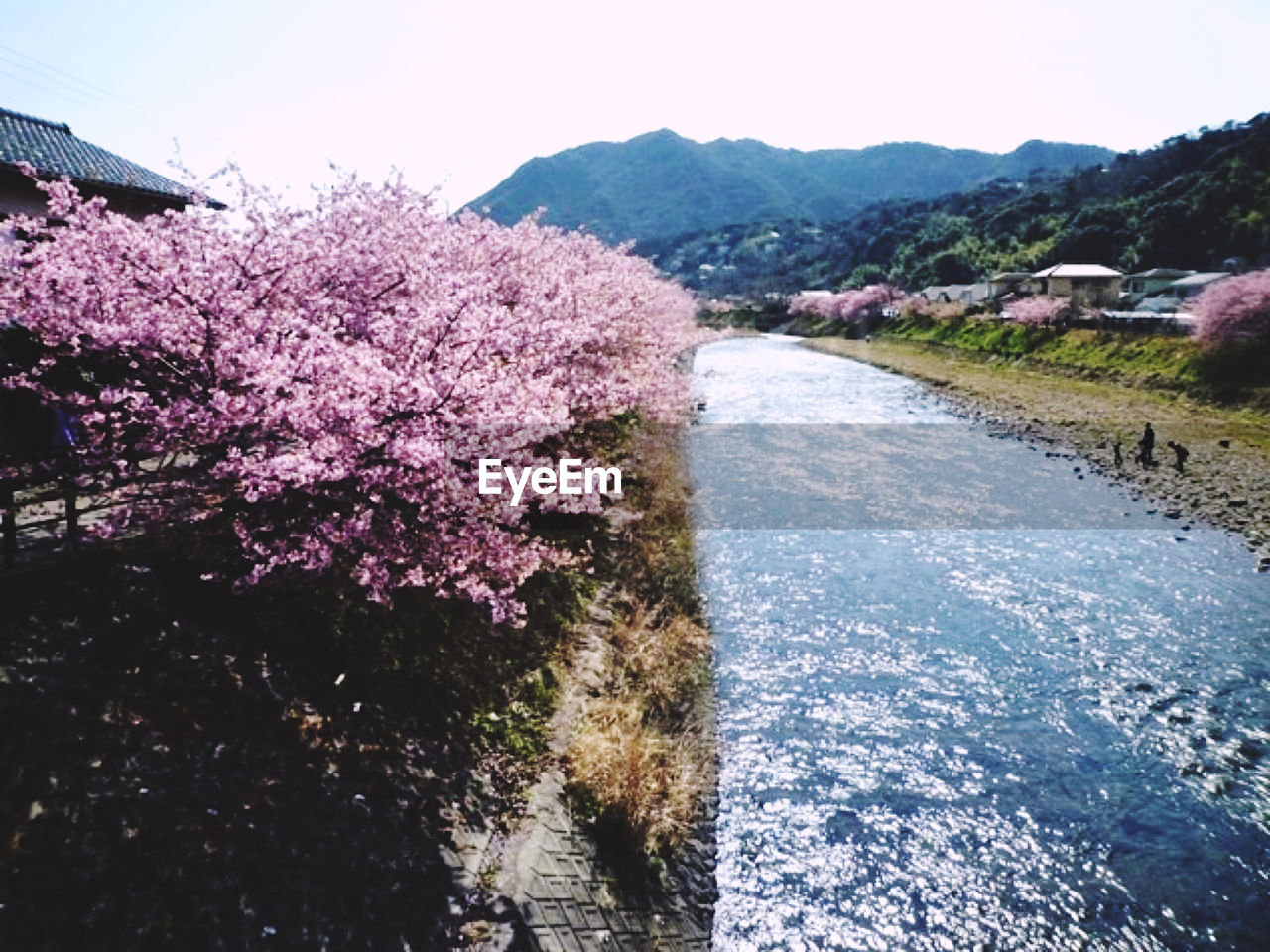 VIEW OF CHERRY BLOSSOM BY RIVER